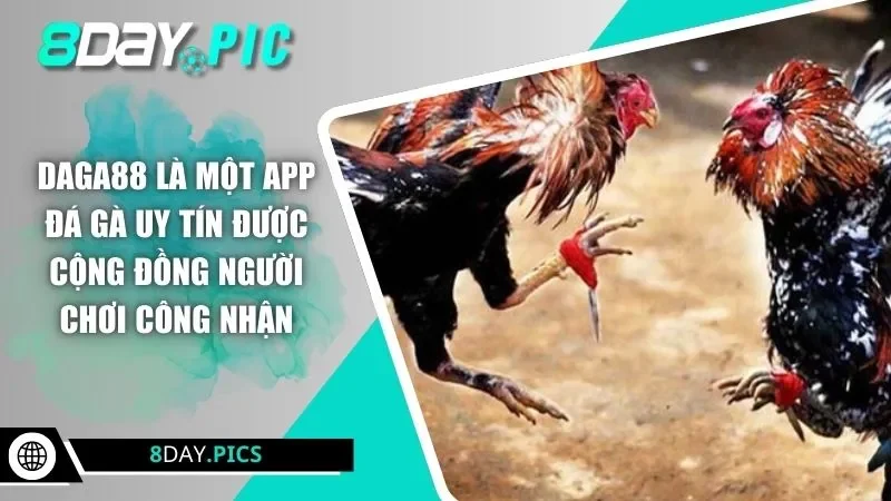 Daga88 là một app đá gà uy tín được cộng đồng người chơi công nhận