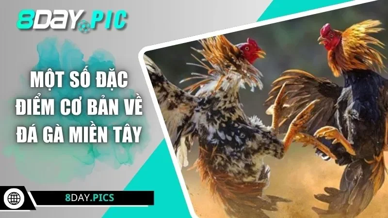 Một số đặc điểm cơ bản về đá gà miền Tây