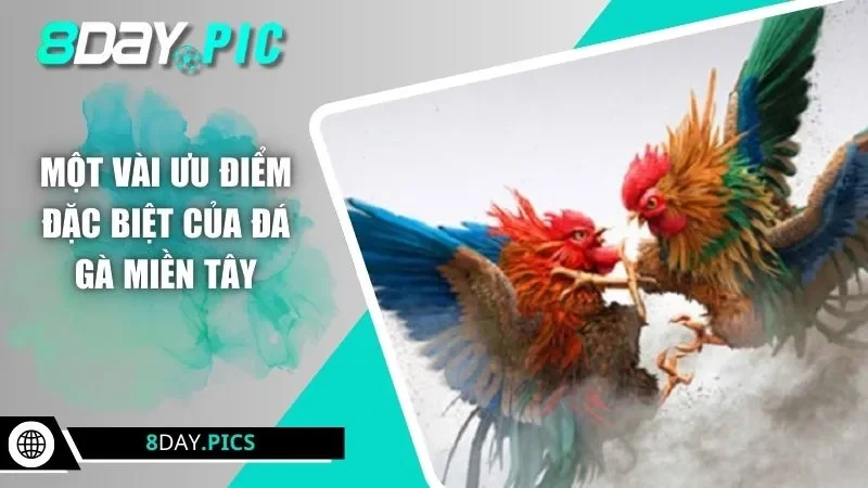 Một vài ưu điểm đặc biệt của đá gà miền Tây