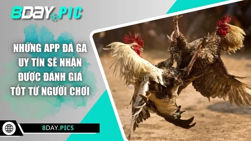 Những app đá gà uy tín sẽ nhận được đánh giá tốt từ người chơi